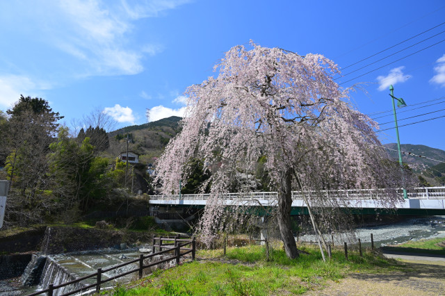 宇津茂のしだれ桜